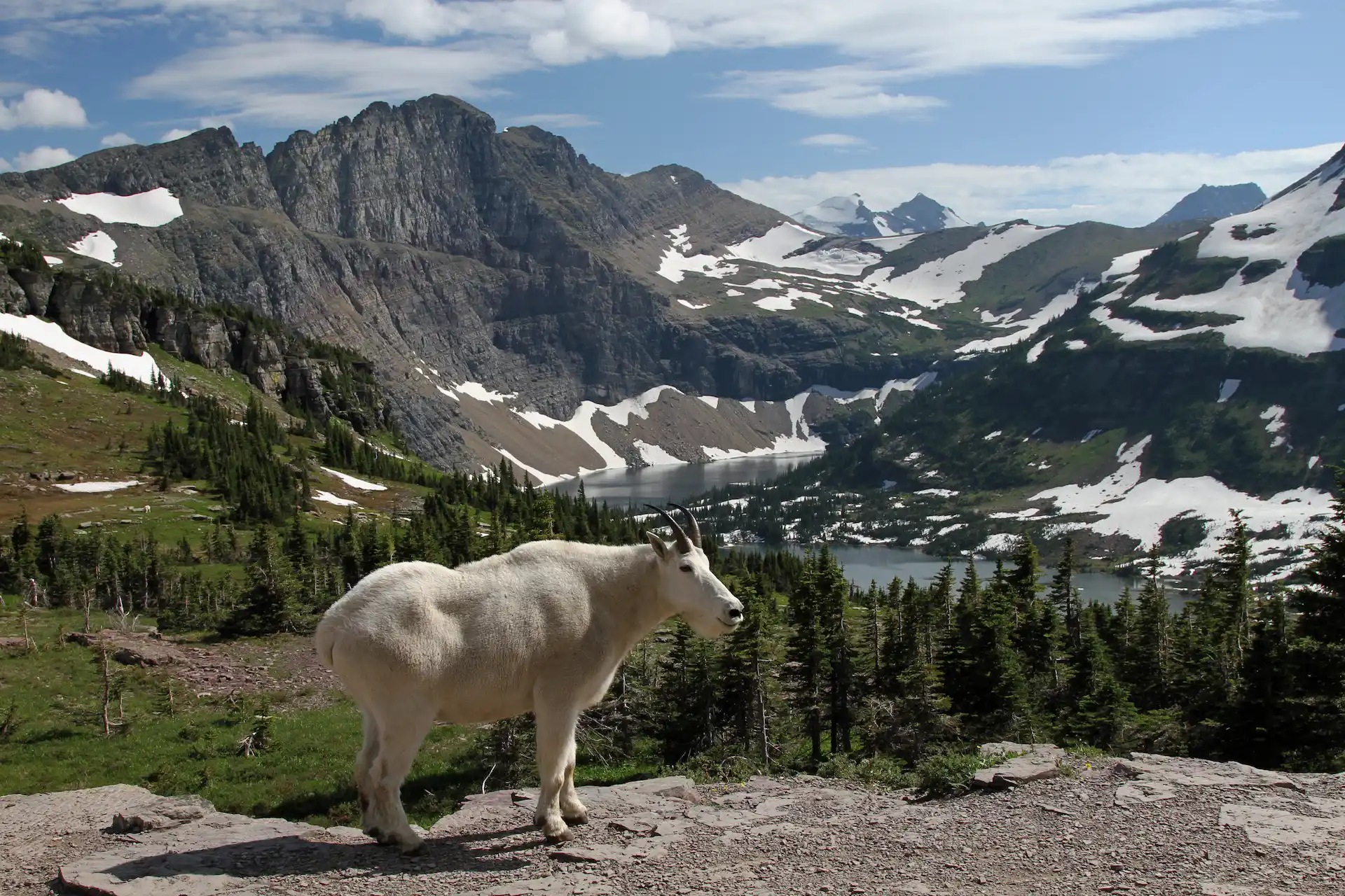 Mountain Goat in Glacier